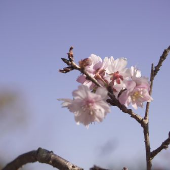 うーん かわゆすやん