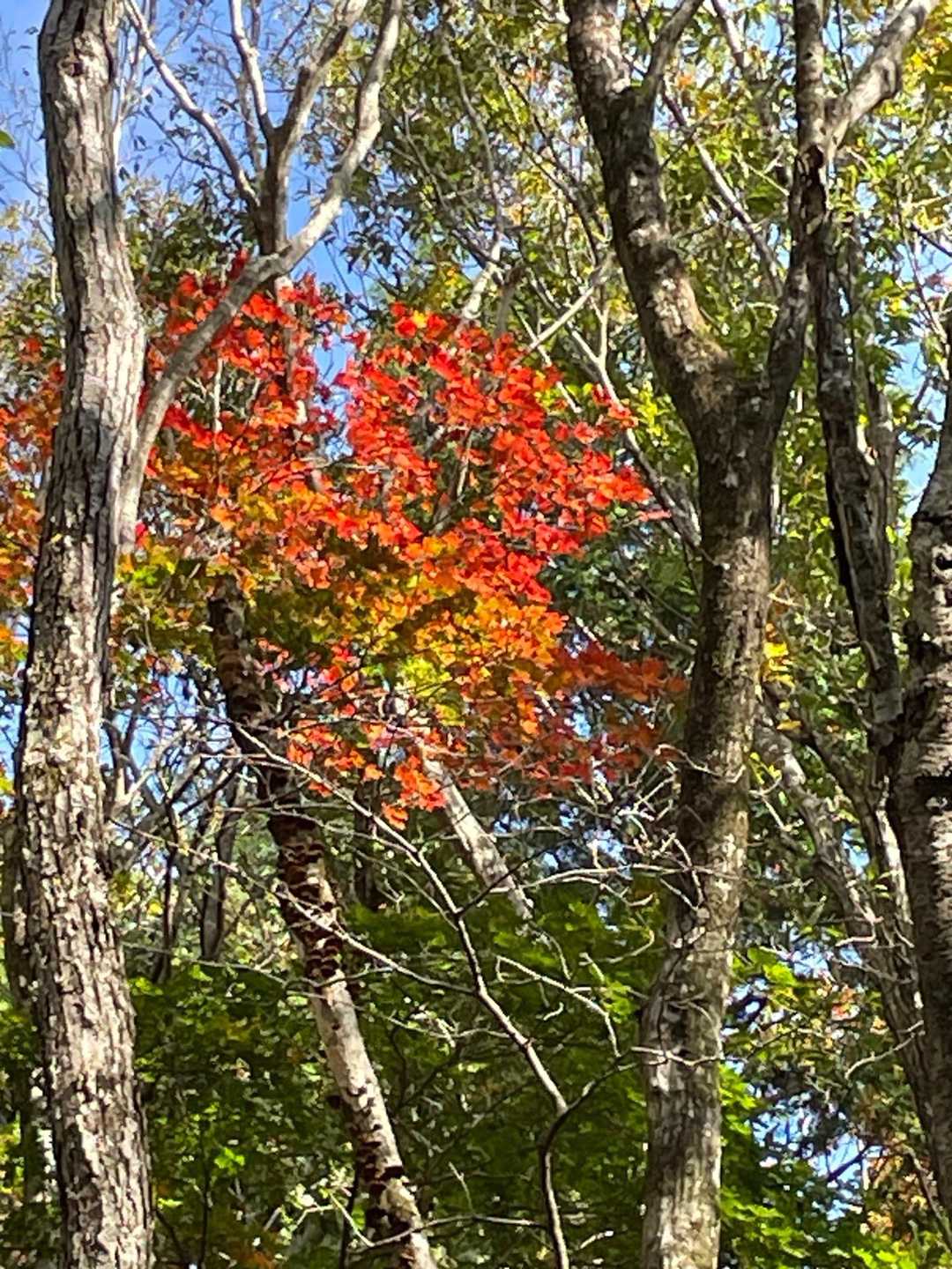 紅葉🍁①