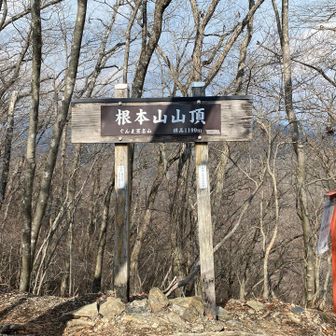 根本山に到着！
ここで少し遅めのランチタイム。
木に囲まれて眺望はないけど、これも「関東百名山あるある」ですね。
20分ほど休憩したけど誰にも会うことなく、静かな山頂を独り占めできました😃