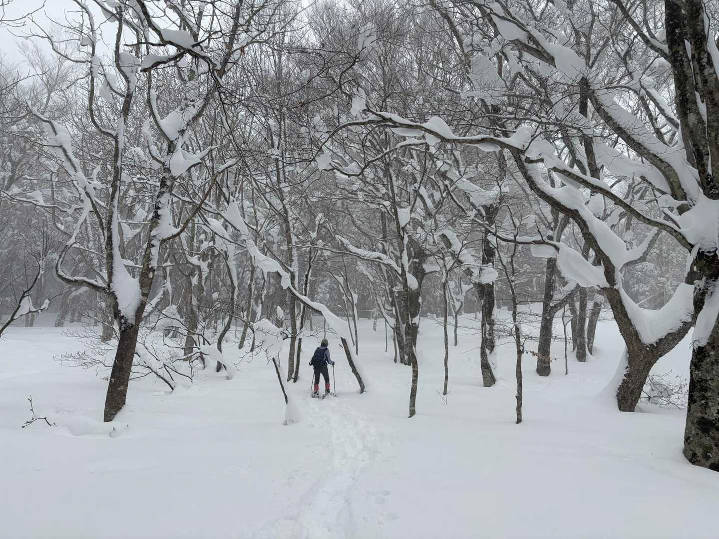 嫁「あ！！みて誰か来てるトレースあるわ！」

私「これ私らのやん(笑)」


んな、急にトレースが出てくるわけないやろ(笑)さすが天然！