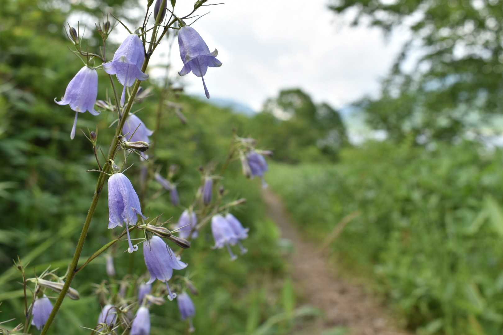 弁天山 周回コースの写真