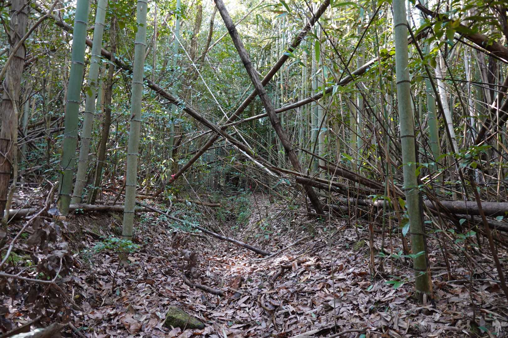 竹がいっぱい🎍
今日は風強く天然のシシオドシでカコンカコン賑やかしい💦
こりゃあ猪おっても気づけんわ😹