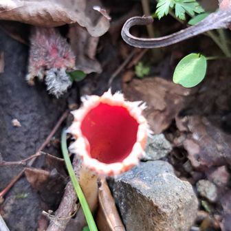 シロキツネノサカズキモドキ😃