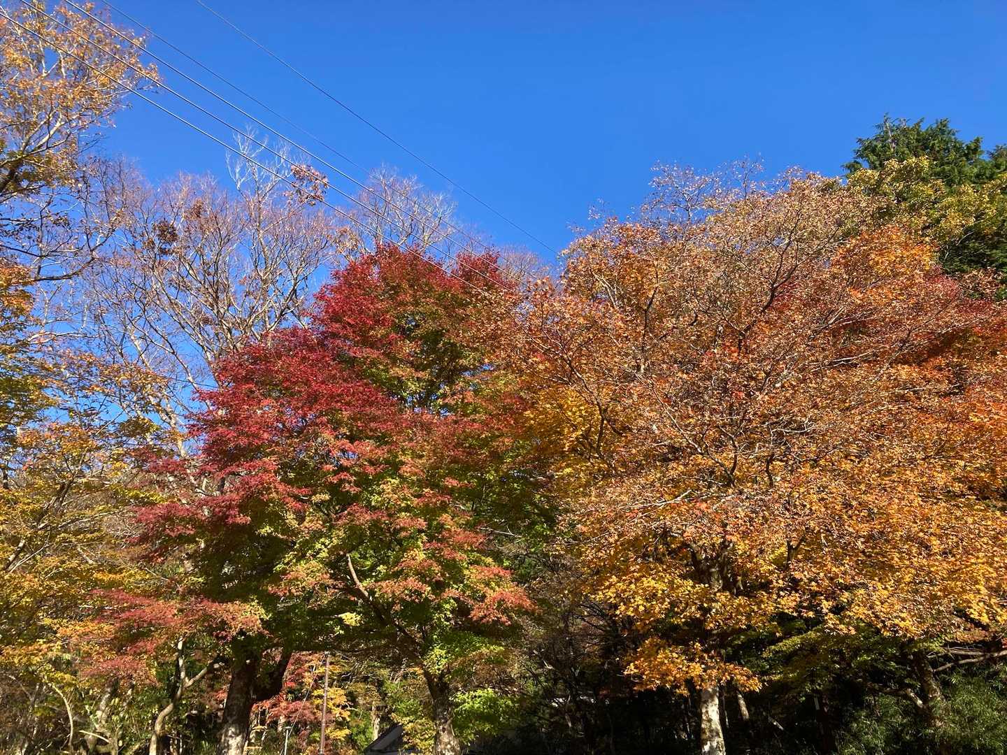紅葉🍁も見れました