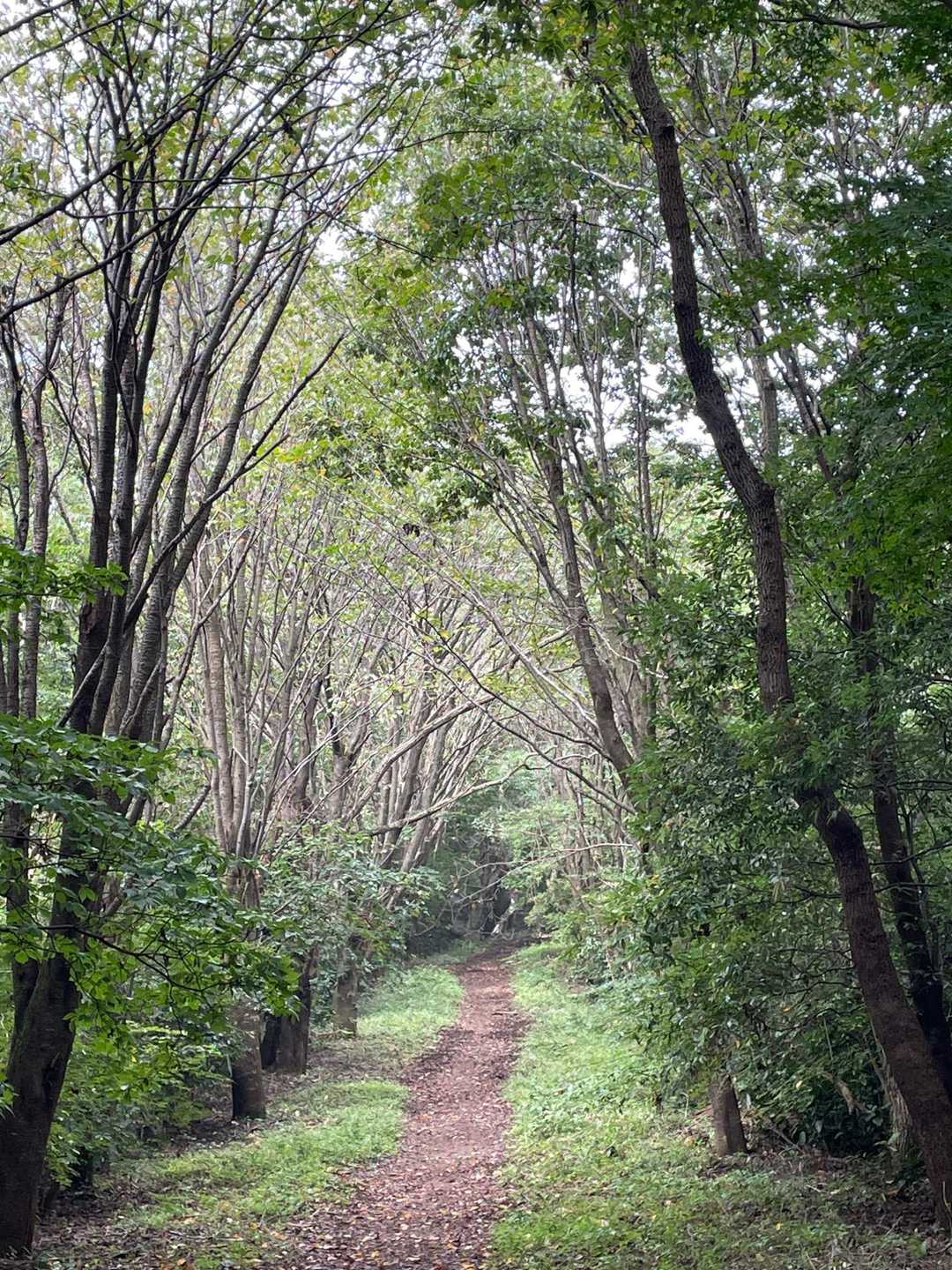 アップダウンはありますが
登りやすい登山道🤗