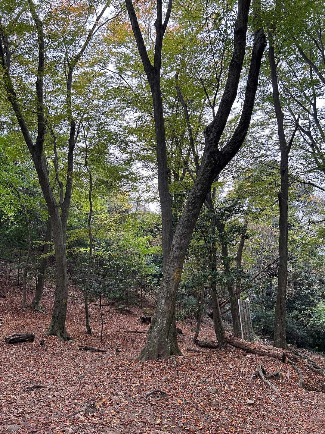 八神社登山口-善気山-法然院登山口 縦走コースの写真