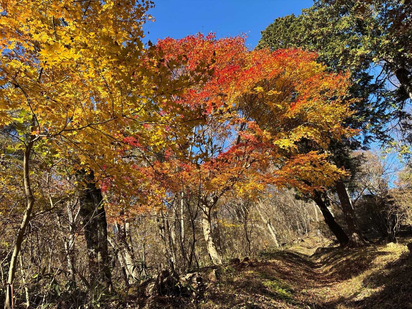 愛宕山までの道、きれいな紅葉が残っていました。