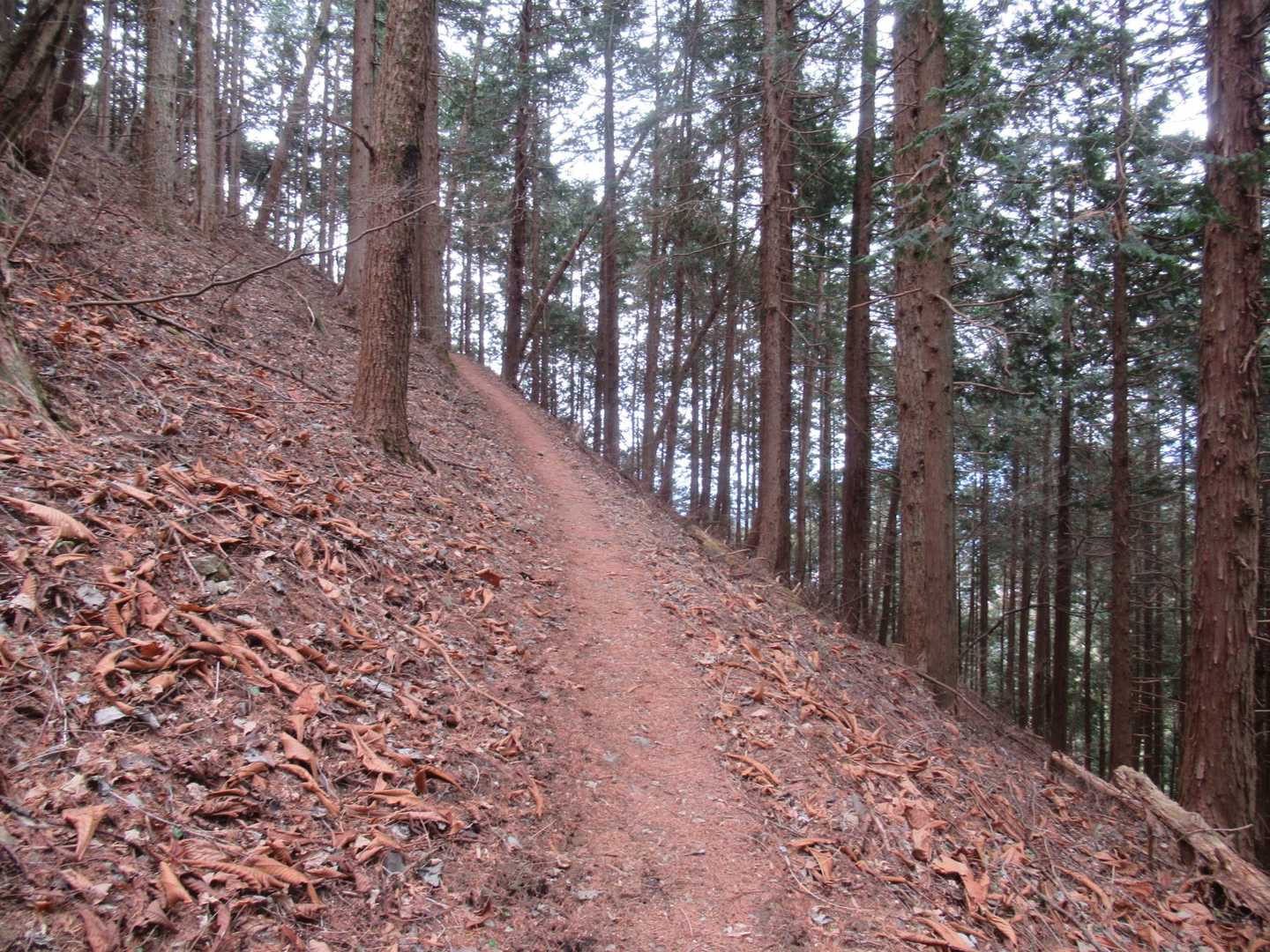 迷うことなく登山道がありました。ここは美林❤