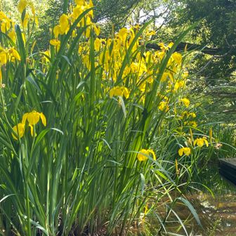 皇子が丘公園では黄菖蒲が花盛りでした！