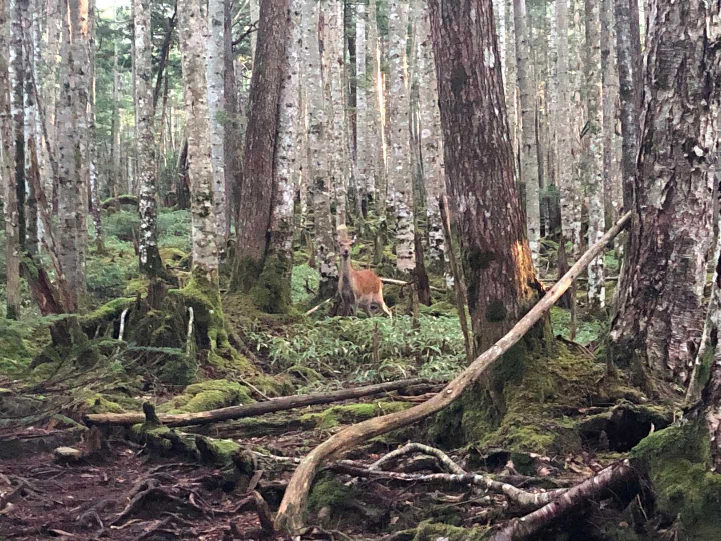 早くに鹿に遭遇。
バサバサっと音がしたからビビったけど2匹いた