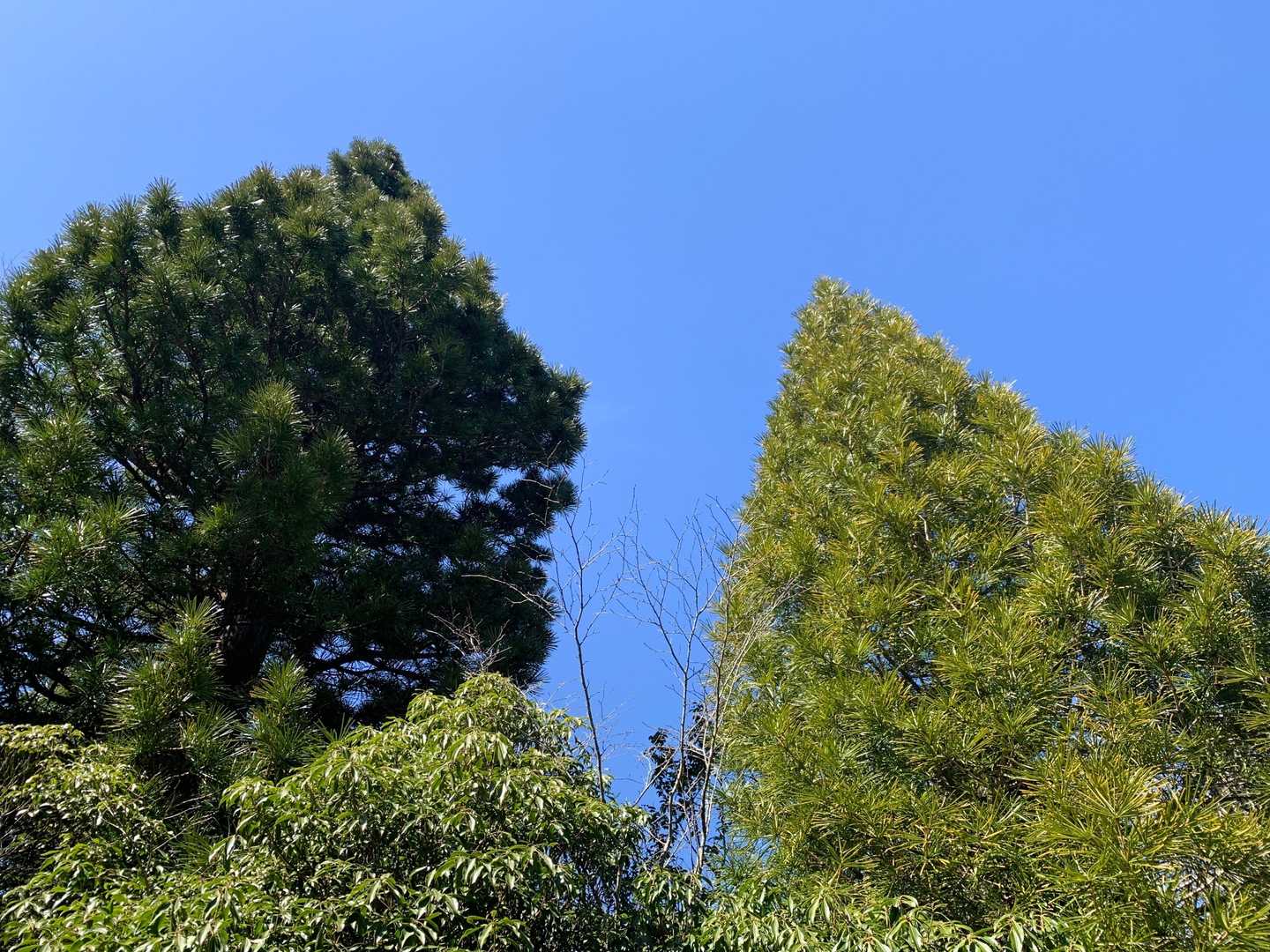 見上げると青空にコウヤマキの巨木。
立派です。