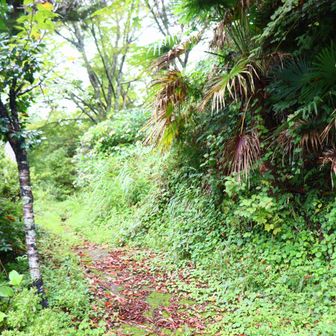 登山道に入ります。