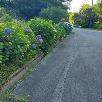 本当に至るところに紫陽花が☺️