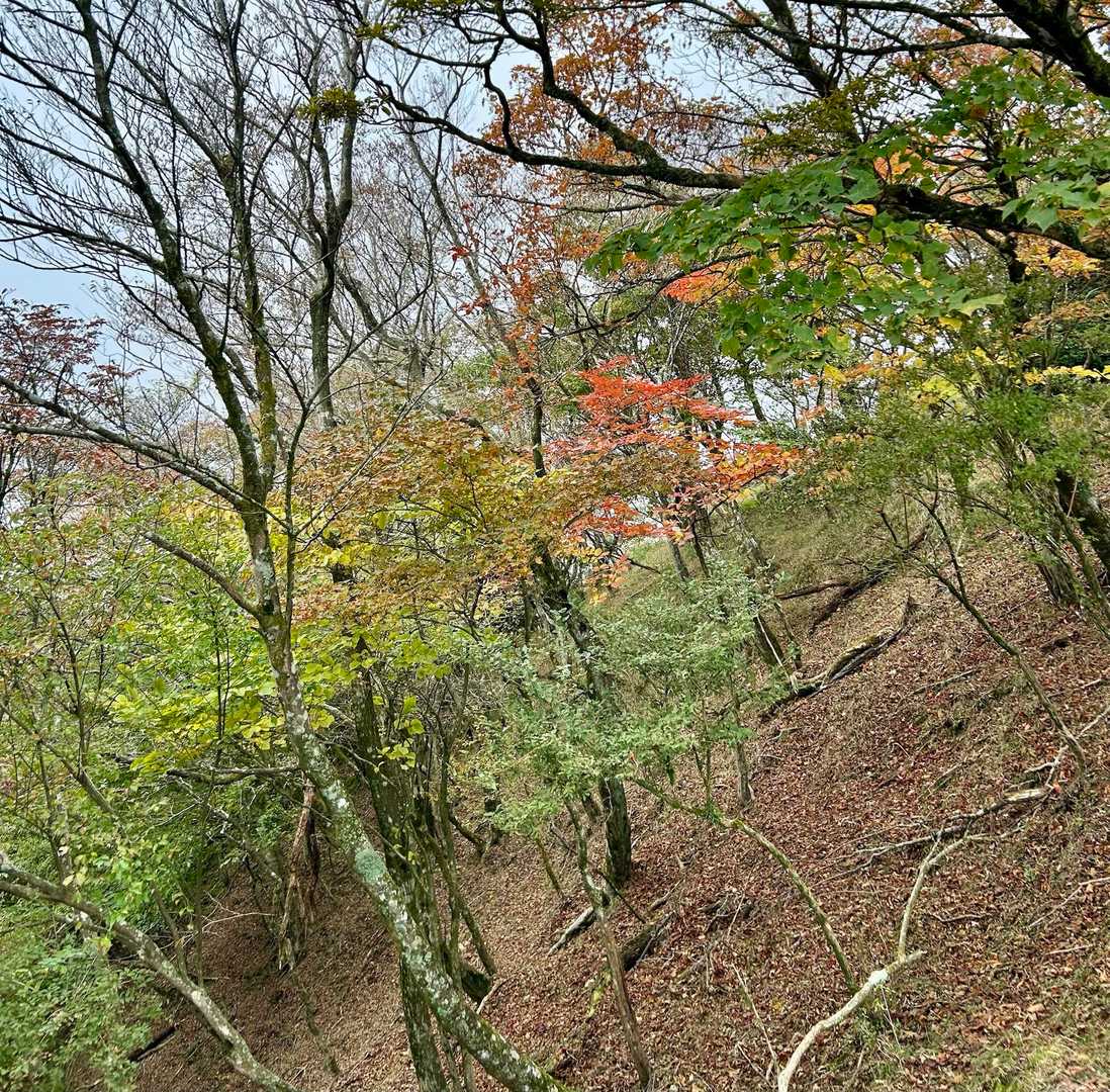 枝の主張も
素敵やわ( ´艸｀)