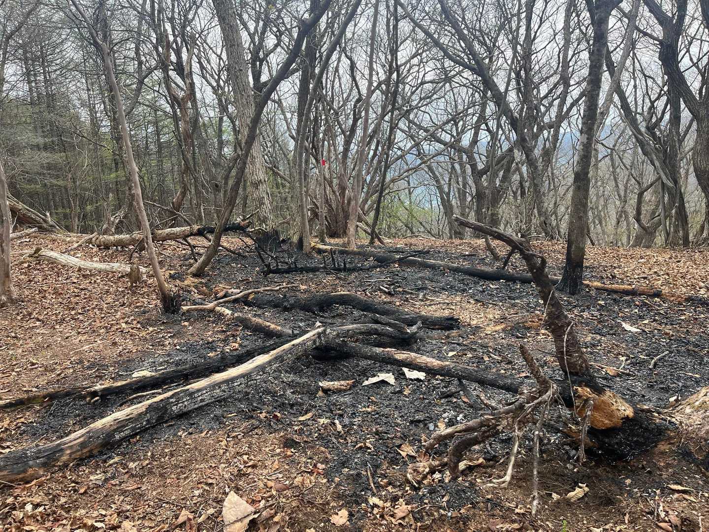 山頂付近が
燃えた跡が
山火事かな？
近寄るとまだ熱い🔥