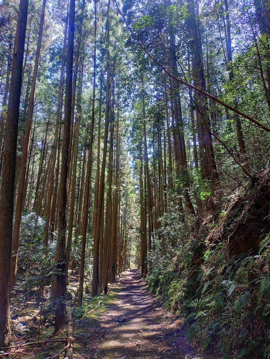 林道歩き