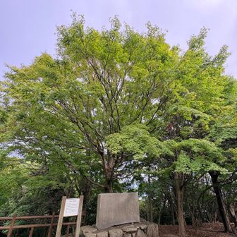 これも、もみじ。