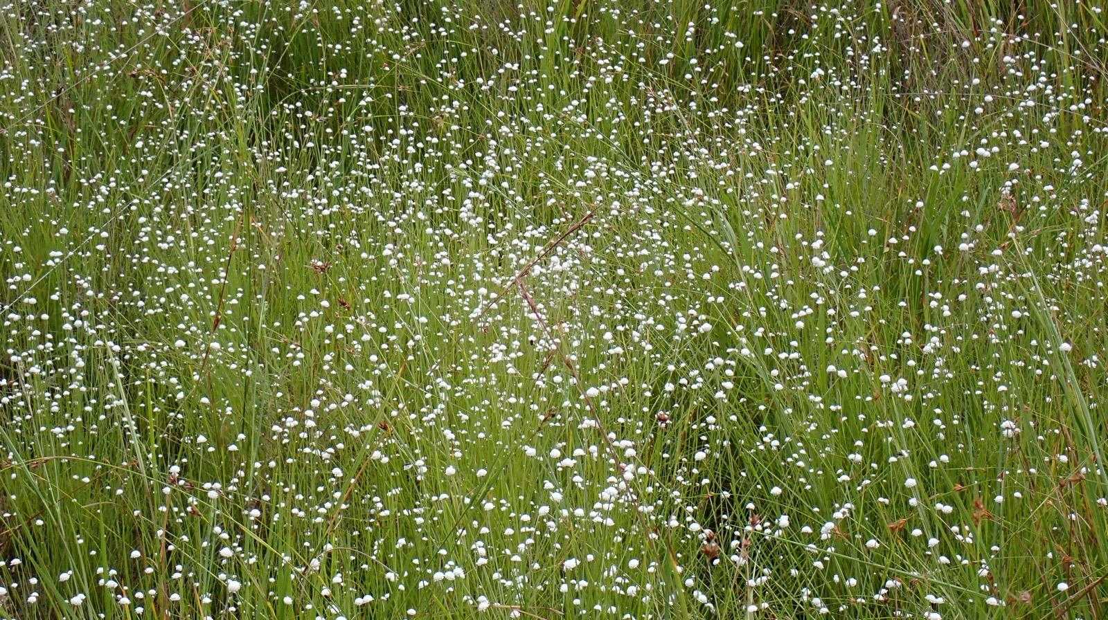 葦毛（いもう）湿原往復｜東海のミニ尾瀬は植生物の楽園の写真