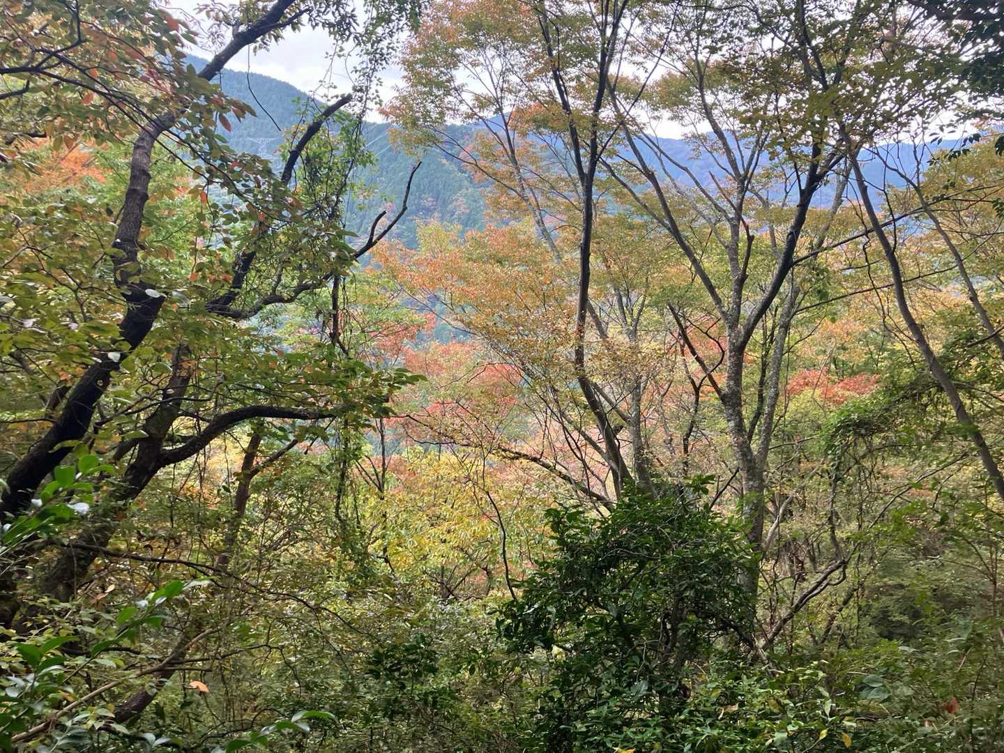 季節の変わり目に、ダイヤモンドトレールで岩湧山への写真