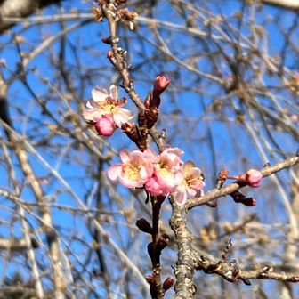 寒桜かな、可愛いお花を付けていました🌸