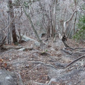 なかなかの急登です。