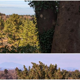 巨樹の樹皮に「つくば→」と彫られているのですが、実際に見えるのは木の←左側です