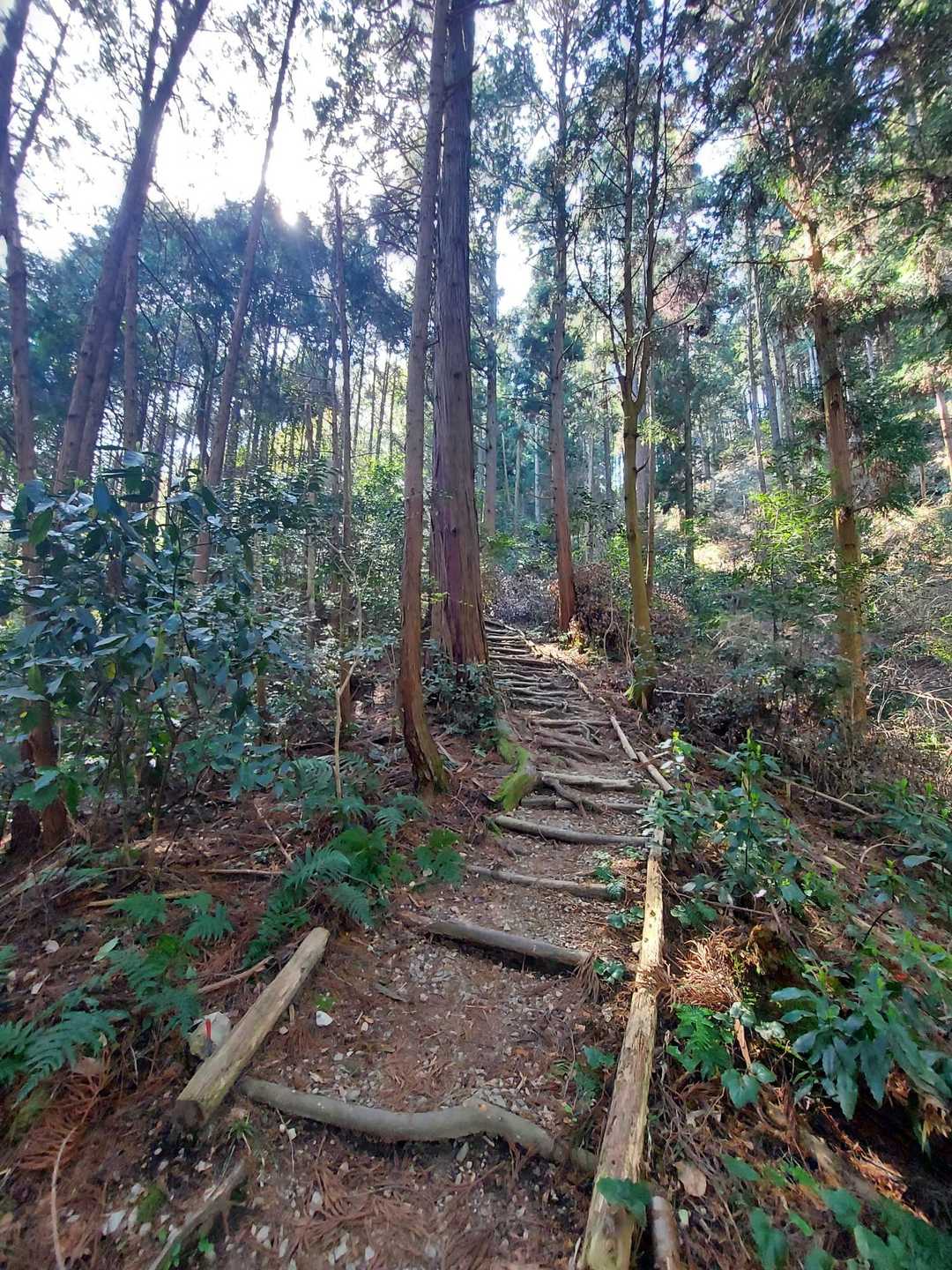 よく整備された登山道👍