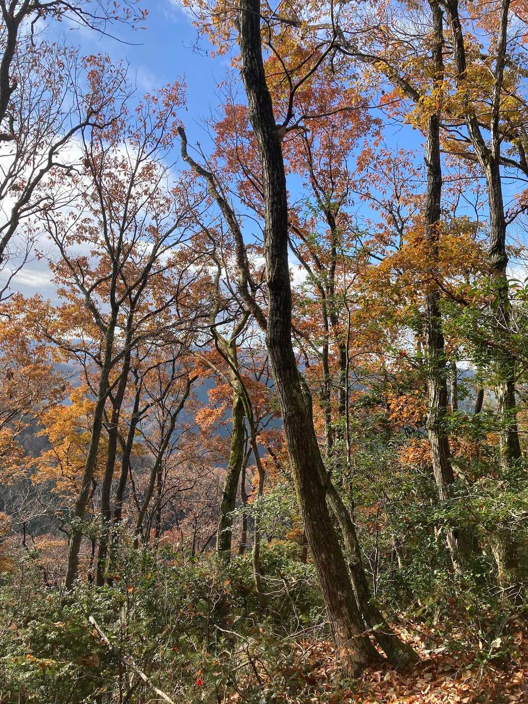 紅葉🍁も終盤に！