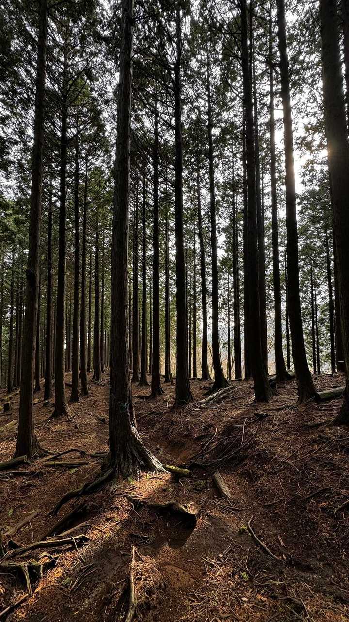 鍋割山・塔ノ岳・烏尾山縦走 の写真 51