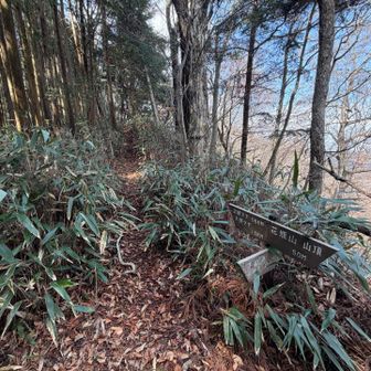 太郎次郎ブナに会いに行く