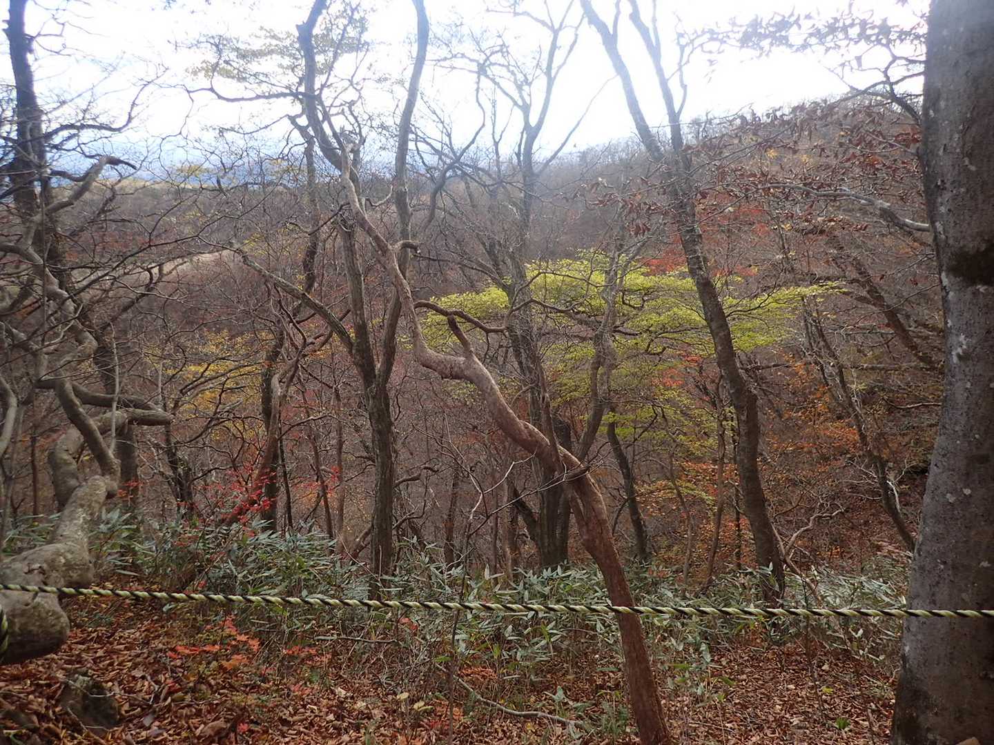 泉ヶ岳表コース山口-泉ヶ岳 往復コースの写真