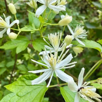 ボタンヅル（牡丹蔓)
     キンポウゲ科センニンソウ属

　ボタンヅルは1回3出複葉、変種のコボタンヅルは2回3出複葉です