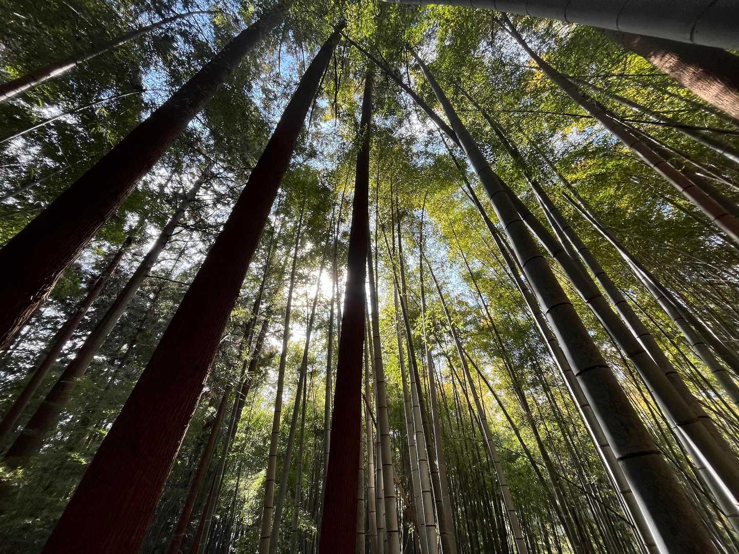 竹林