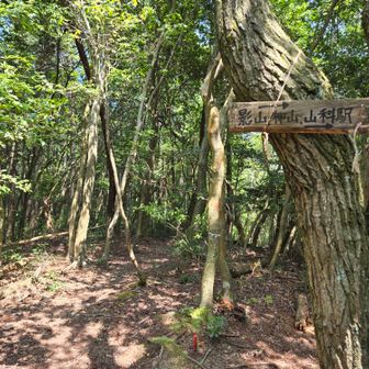 分岐　山科駅の方から来ました
ここからグレーピークの行者谷山に行けますが、行きません🙂
西向きに進路を変えて毘沙門山を目指します