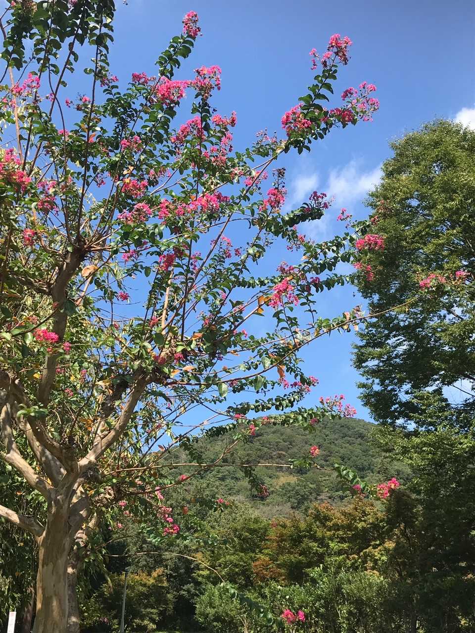 青空にピンクの花がきれい🌸
