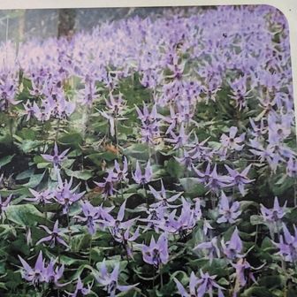 看板の写真を撮影。こんなに咲くことってあるのかな