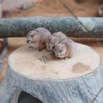 プレーリードッグ推し🦫