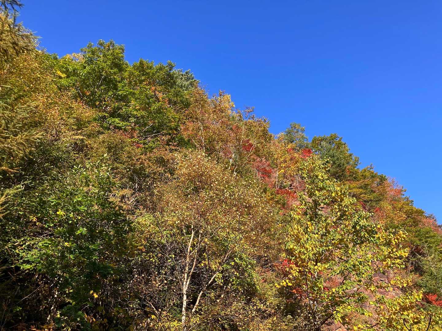 小根子岳-根子岳 周回コースの写真