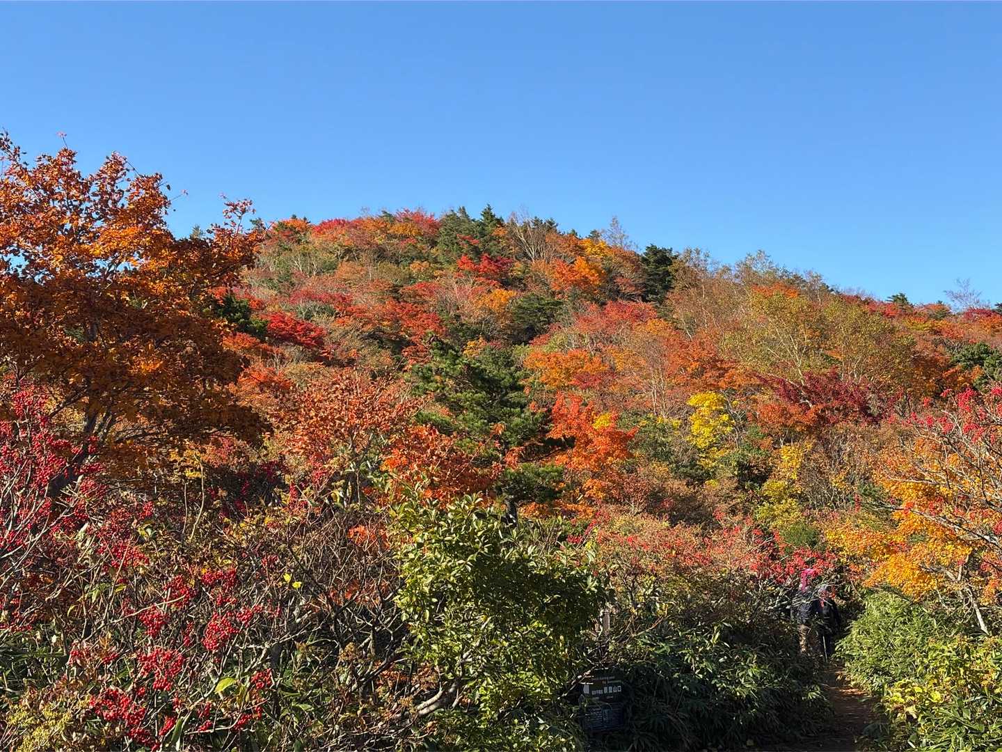 🍁🍁🍁