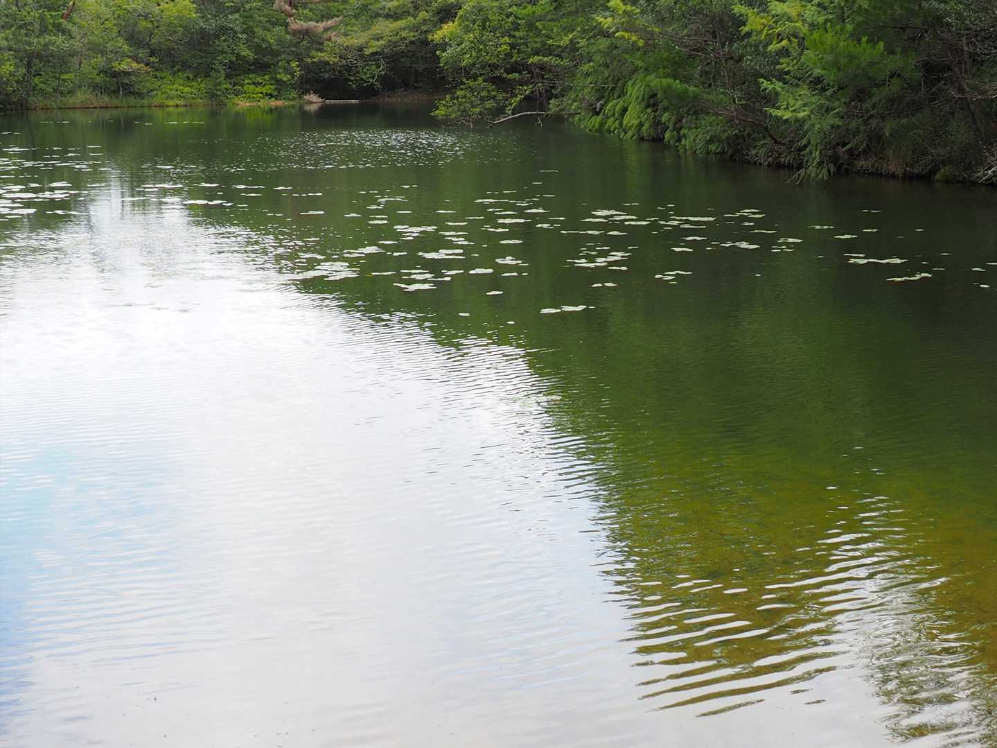 大池。