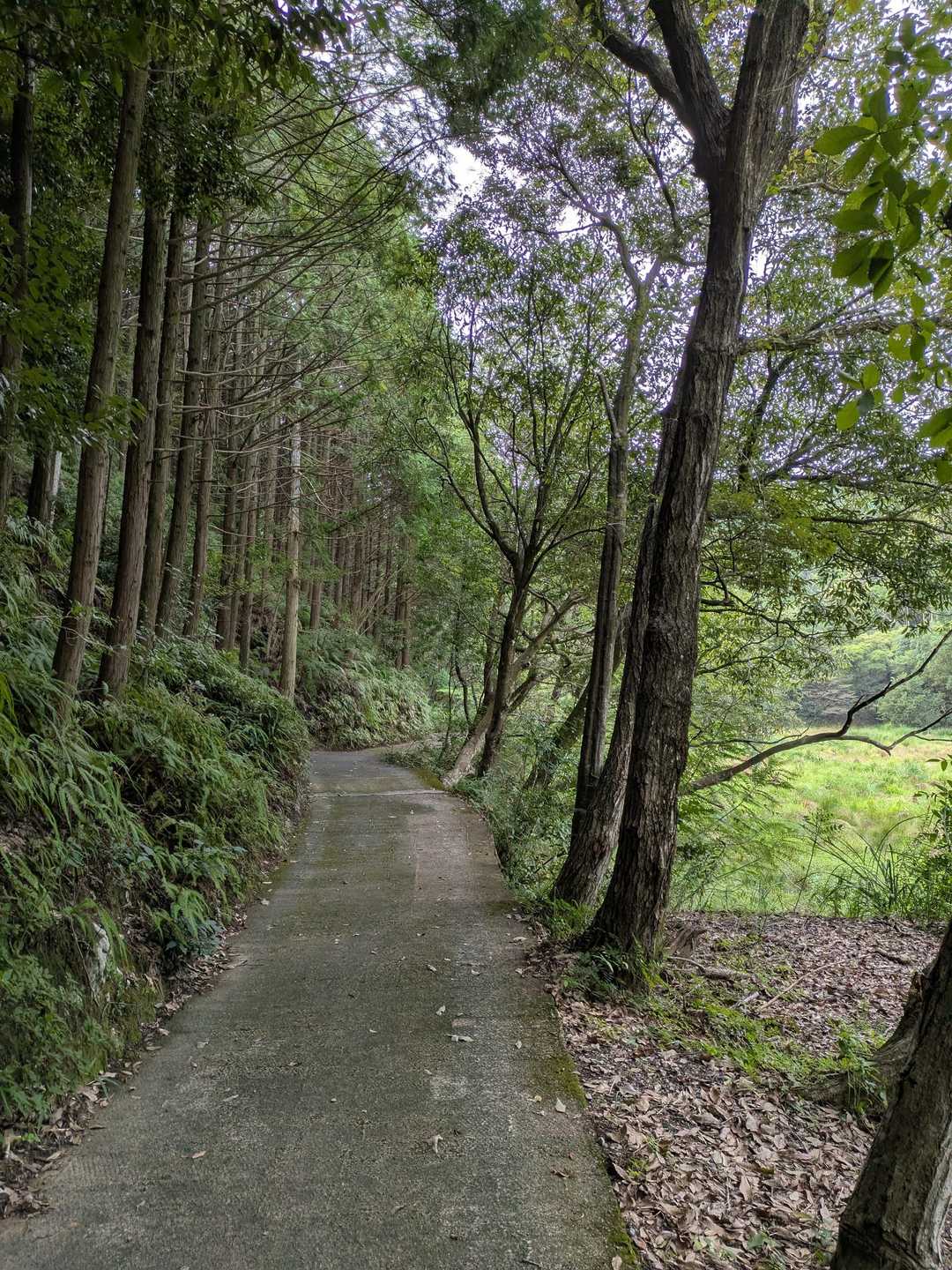 車道から登ります