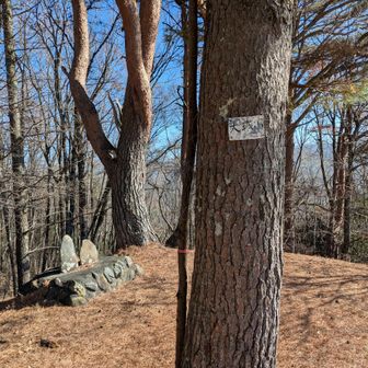 樹林帯を30分程で到着