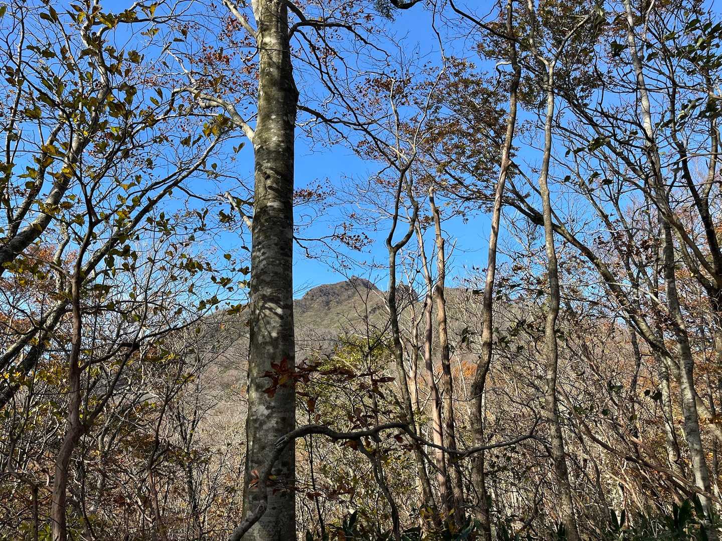 烏ヶ山が見えた！
烏が羽広げてる！
あんなとこまで行けるか？私？
