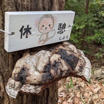 サルノコシカケだけどちょっとくたびれてる💦