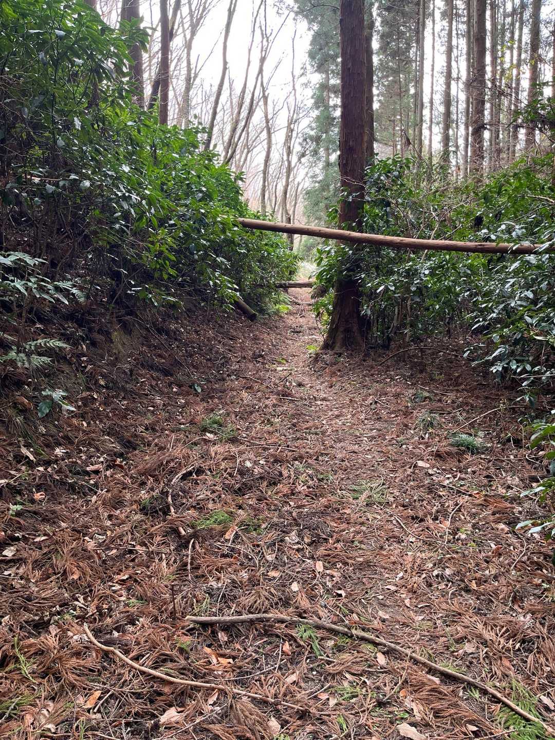 倒木が、ところどころにありましたが、くぐったりまたいだりして、進みます