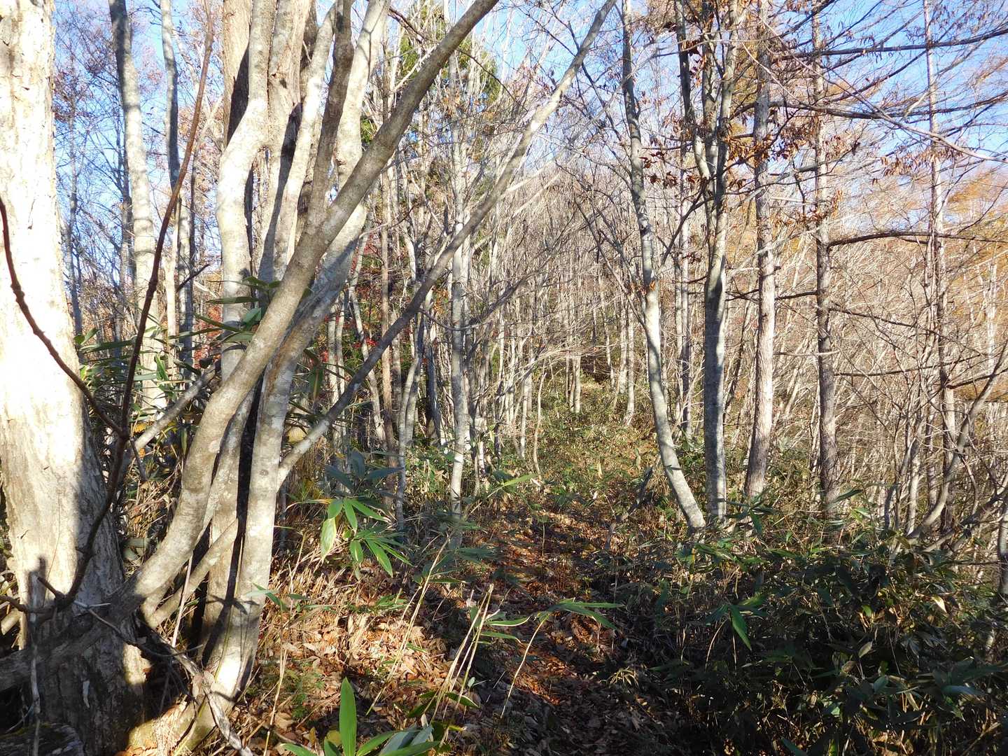 猪臥山散策道入口-猪臥山 周回コースの写真