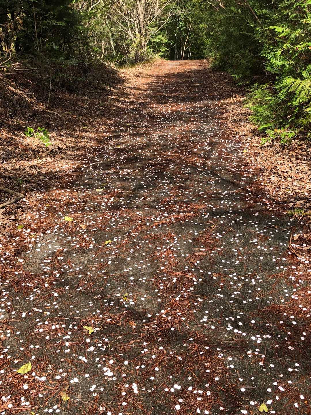 登山道に入りました。
山桜の花びらロード。
山桜は半分くらい散ってしまっています。