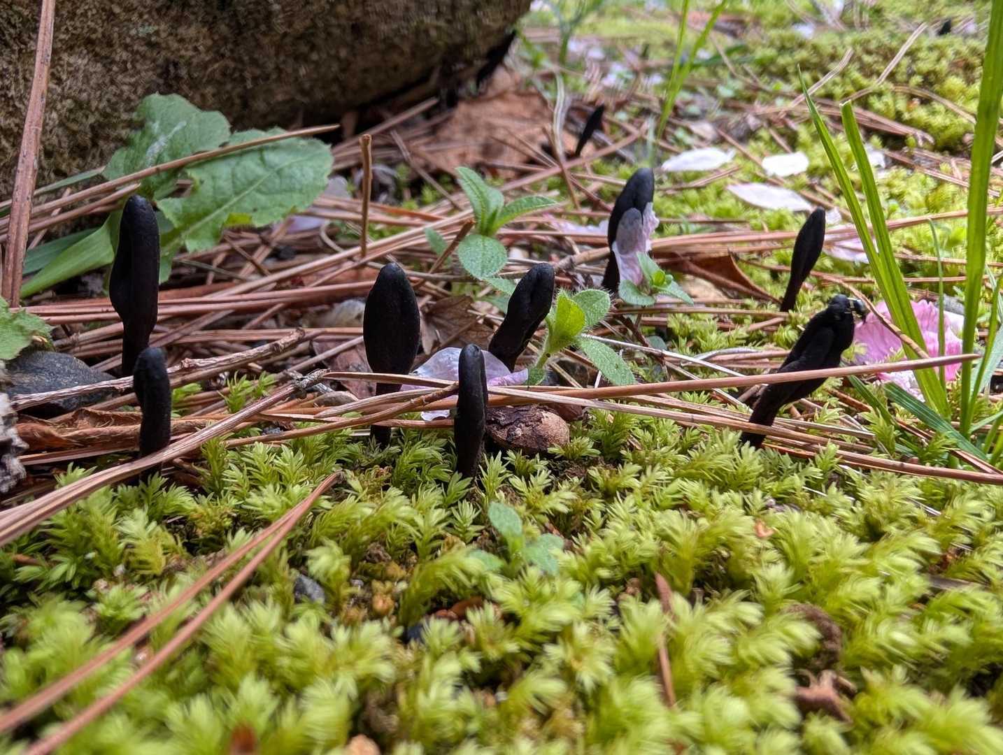 テングノメシガイ🍄
初めて見ました✨️