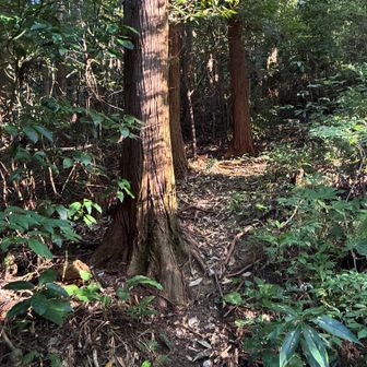 ここが丸山への登り口。表示はなし。