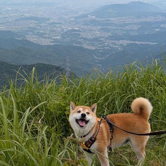 あけさん